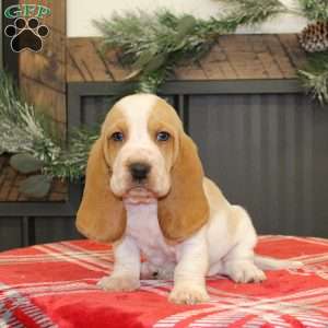 Skye, Basset Hound Puppy